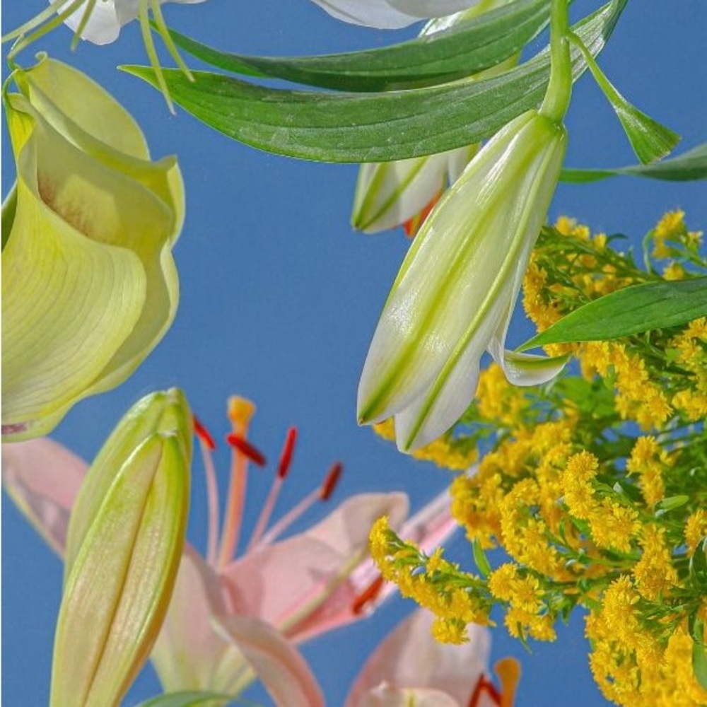 Meet your Posher, Dixie